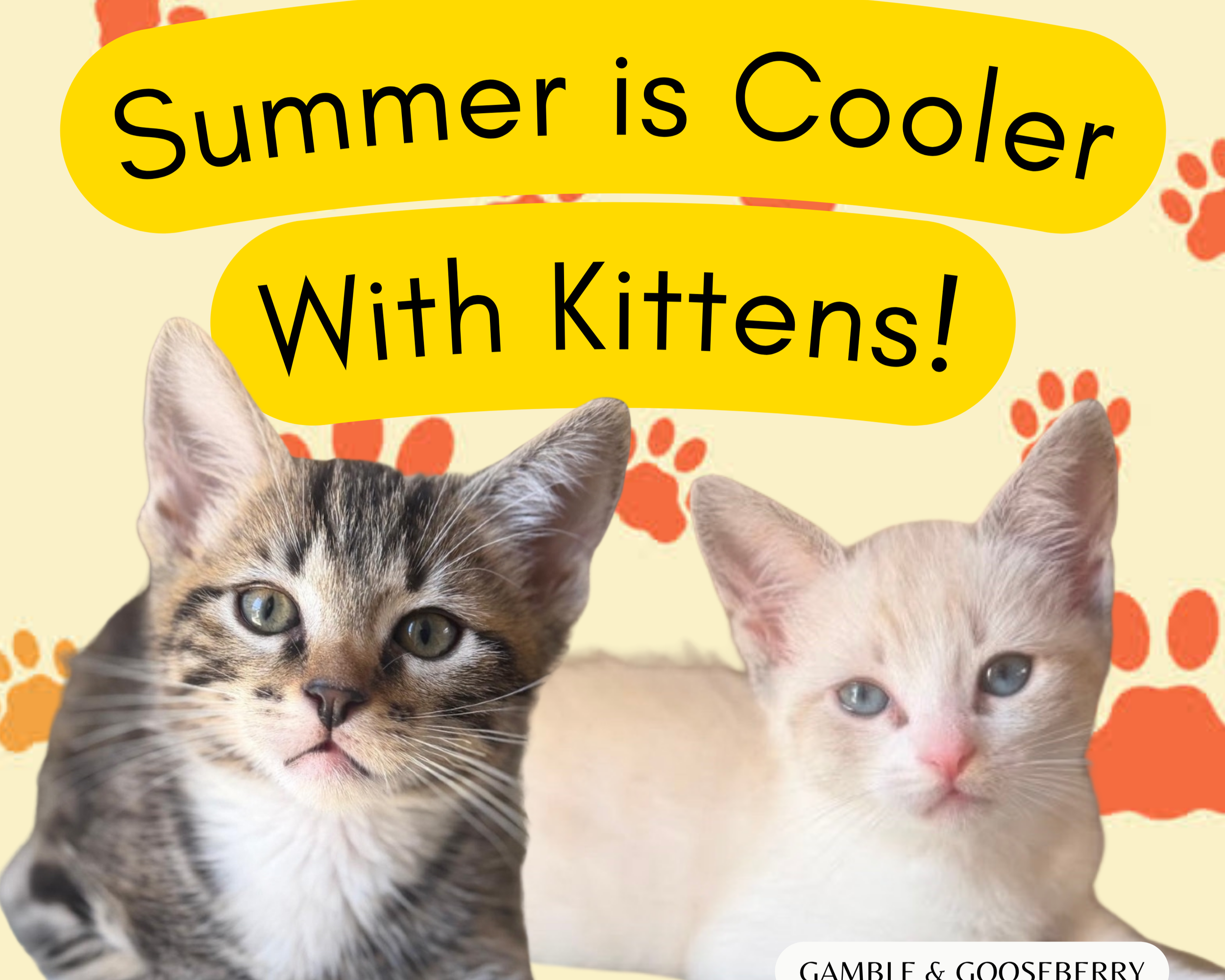Summer Is Cooler With Kittens Adoption Event