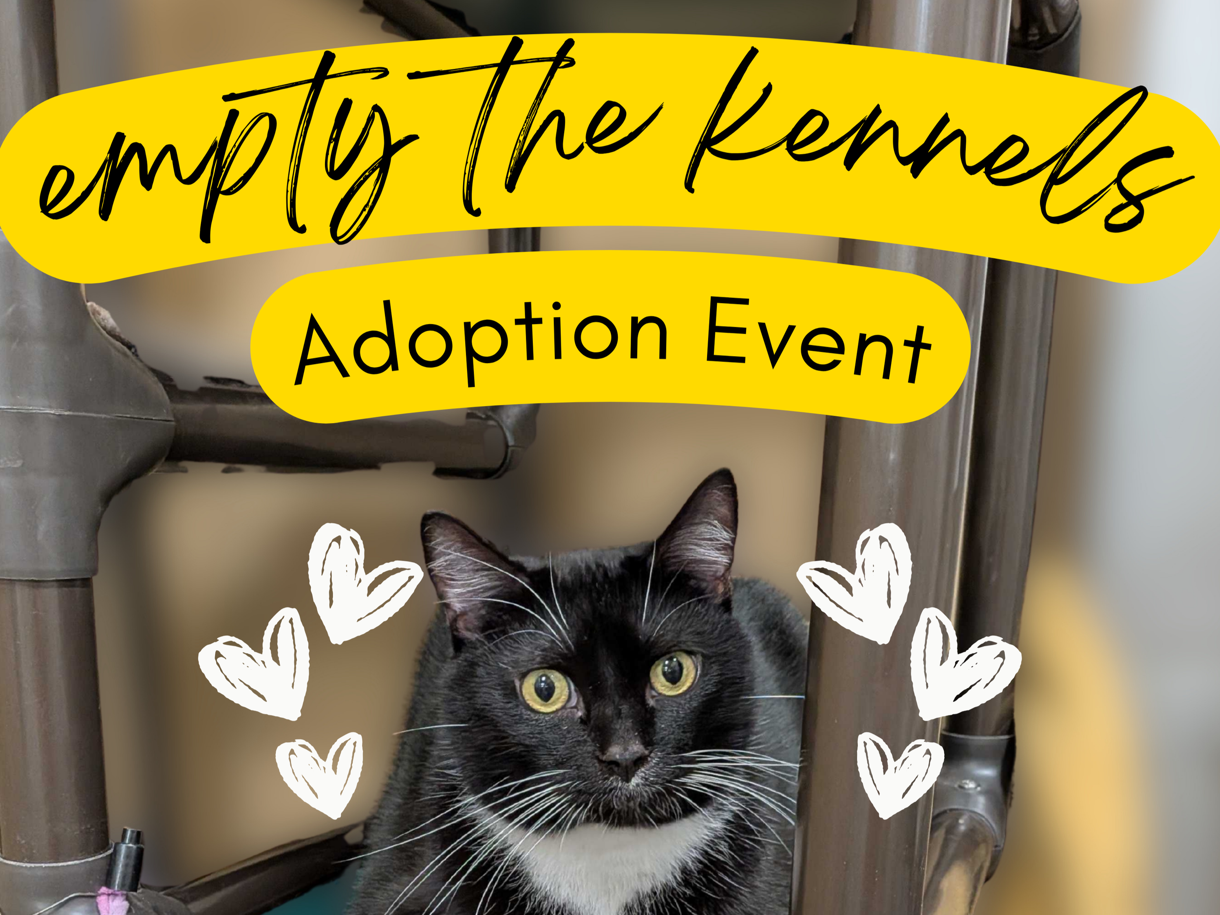 Empty the Kennels Cat Adoption Event