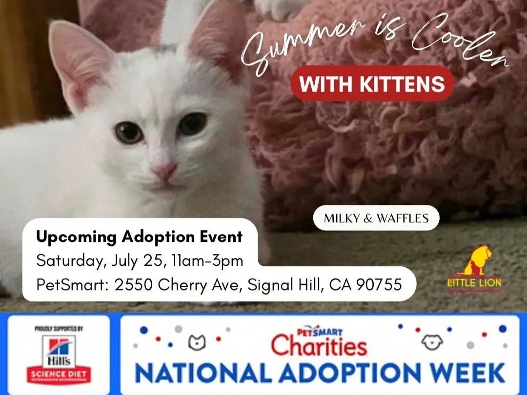 Summer Is Cooler With Kittens Adoption Event