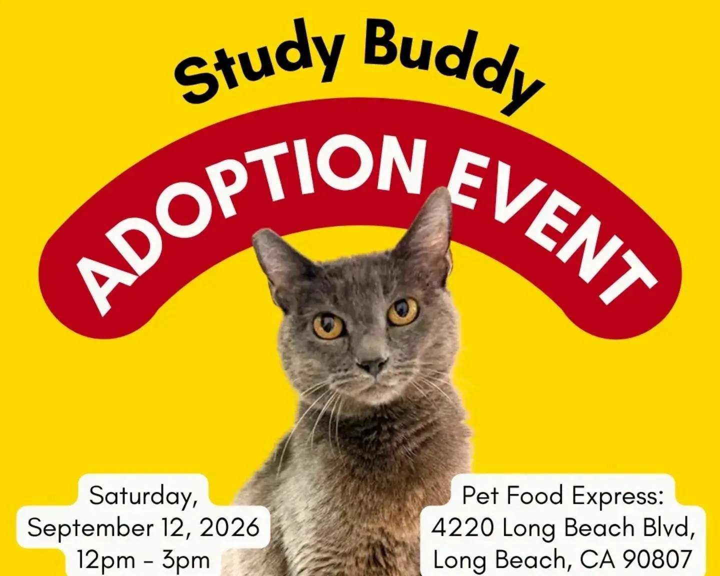 Study Buddy Cat Adoption Event