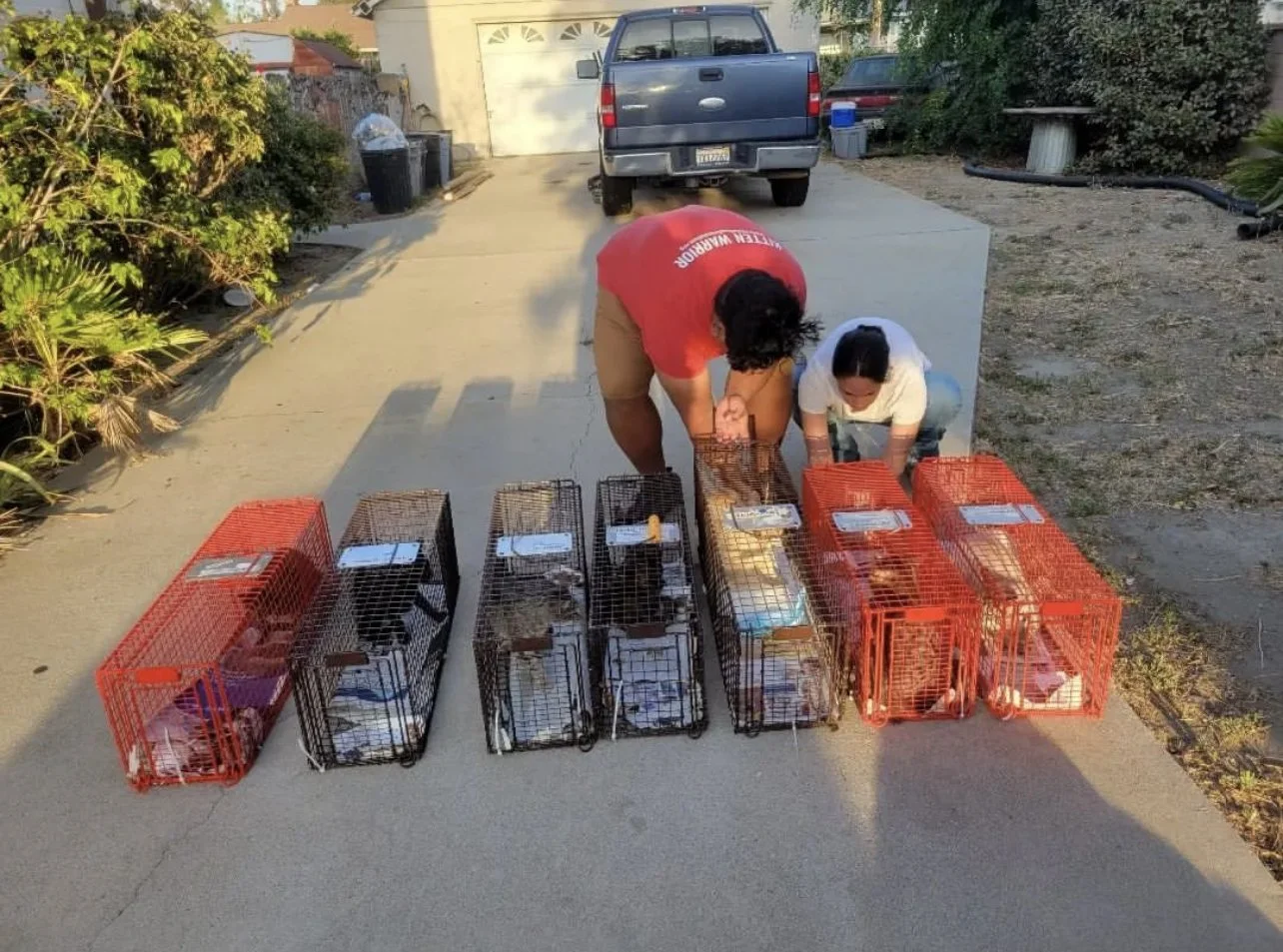 Kitten Prevention Program — The Little Lion Foundation
