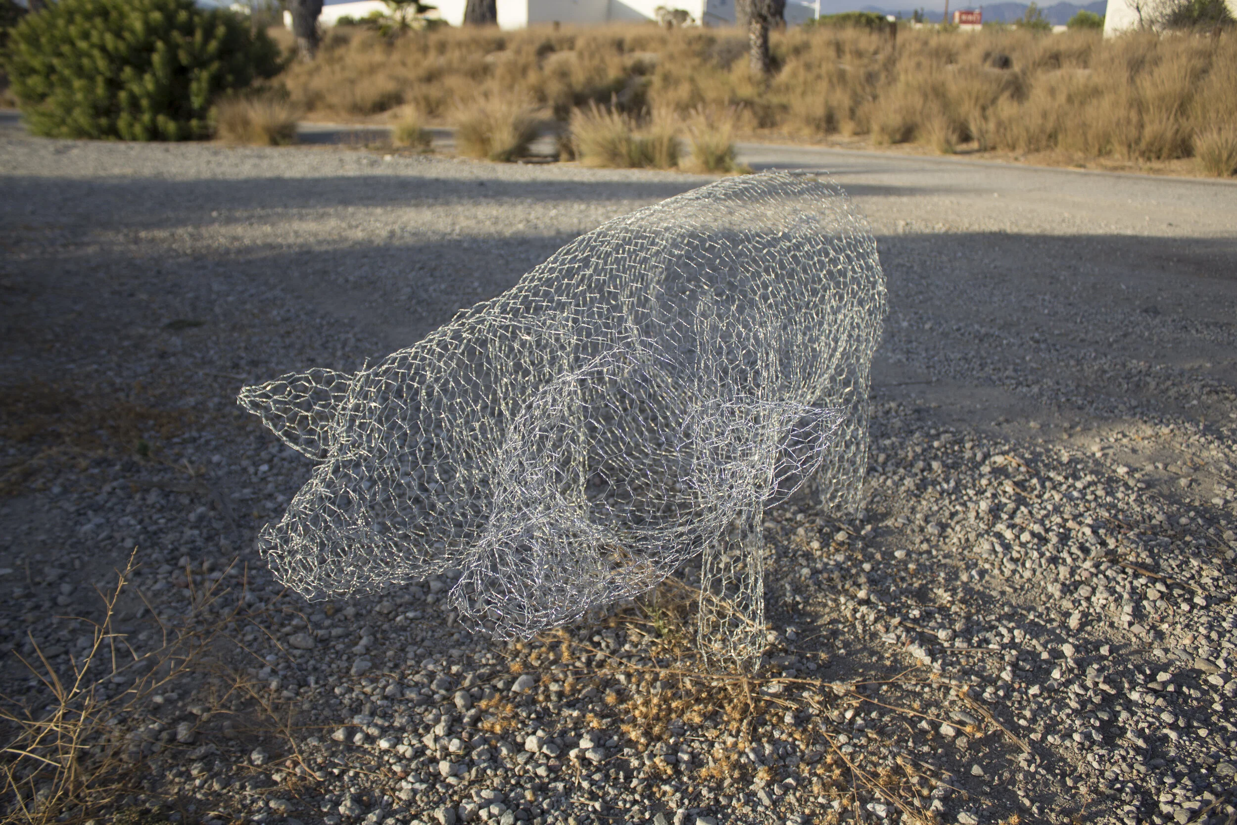 pig 03.jpg