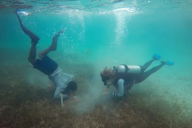 New paper out: Temperature drives recovery rates of seagrasses