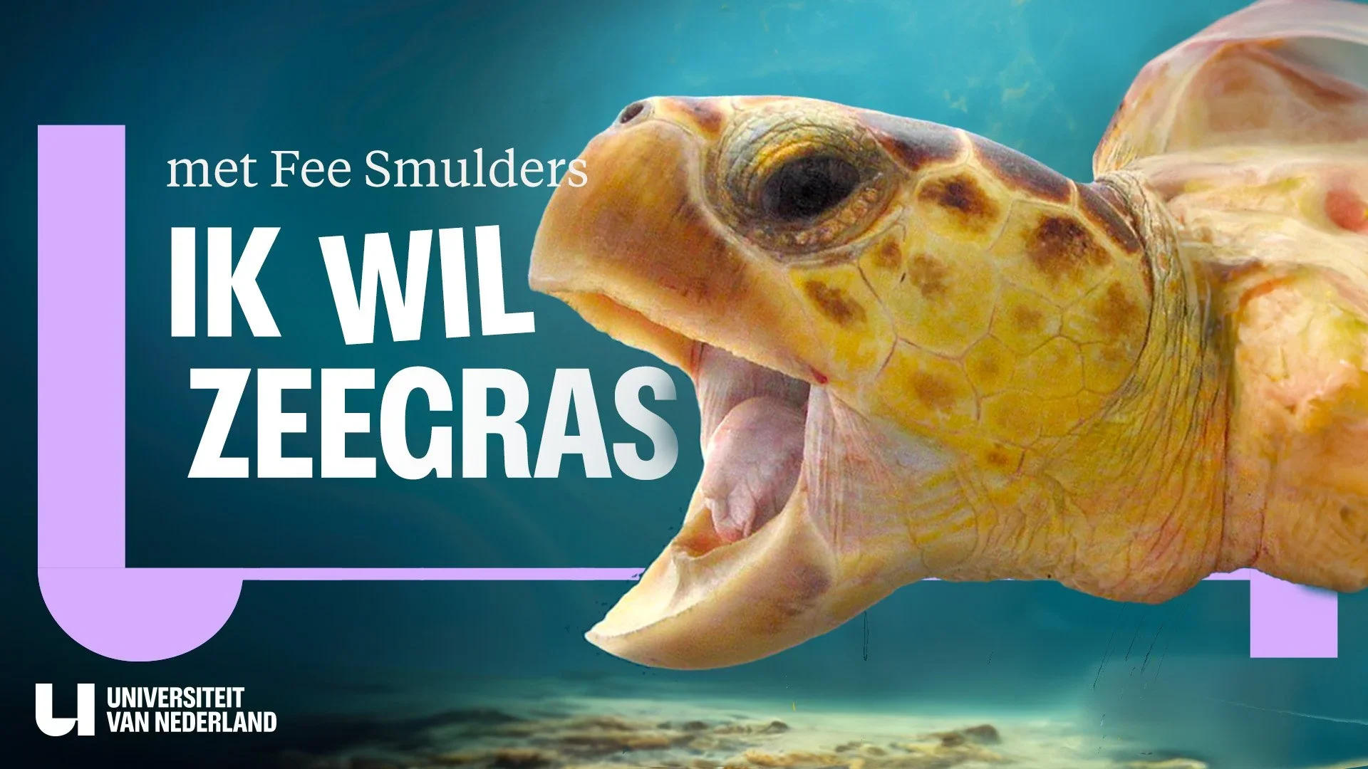 Universiteit van Nederland