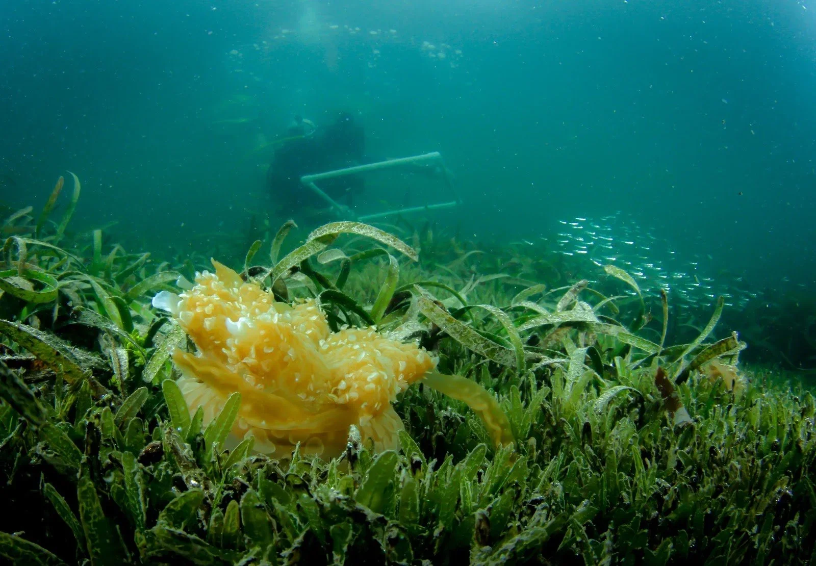 New paper out: Invasive seagrass and native upside-down jellyfish are battling for space
