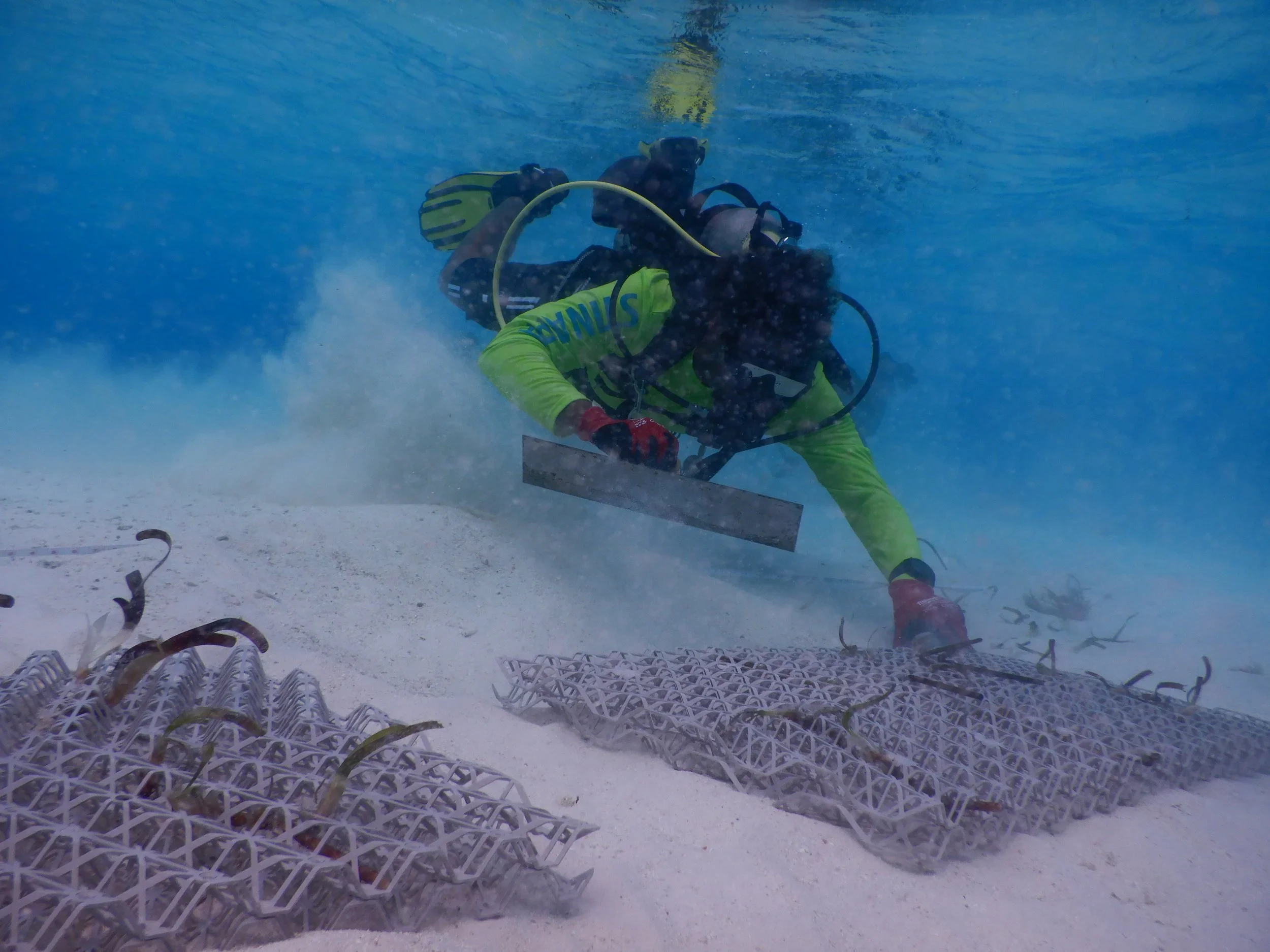 Fieldtrip seagrass restoration Nov/Dec 2022