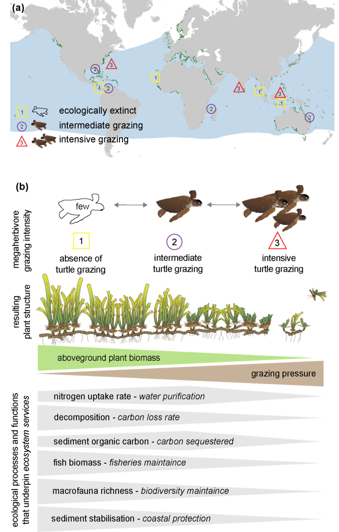 New paper out in Global Change Biology: Sea turtles are returning, what are the effects on ecosystem functioning?