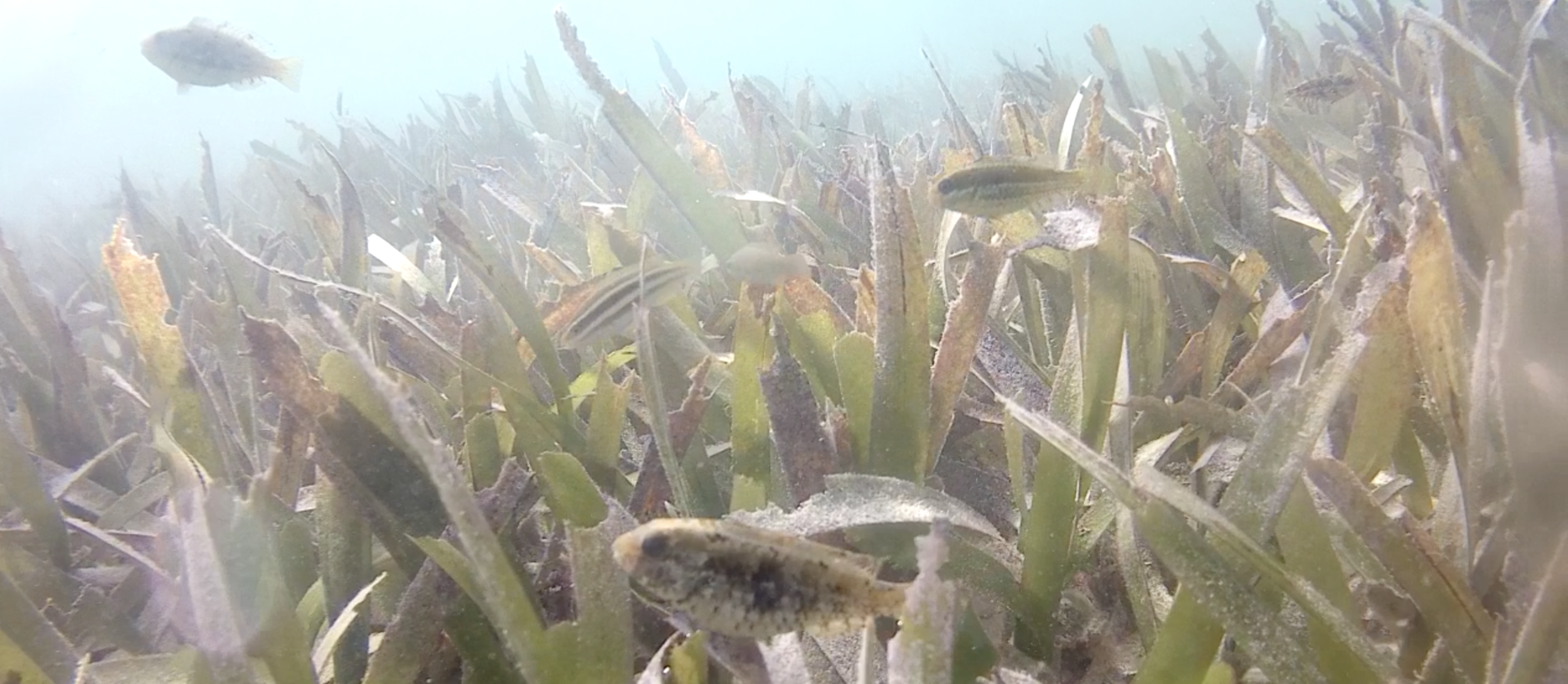 New paper out! Herbivore fish can play key role in slowing down invasive seagrass