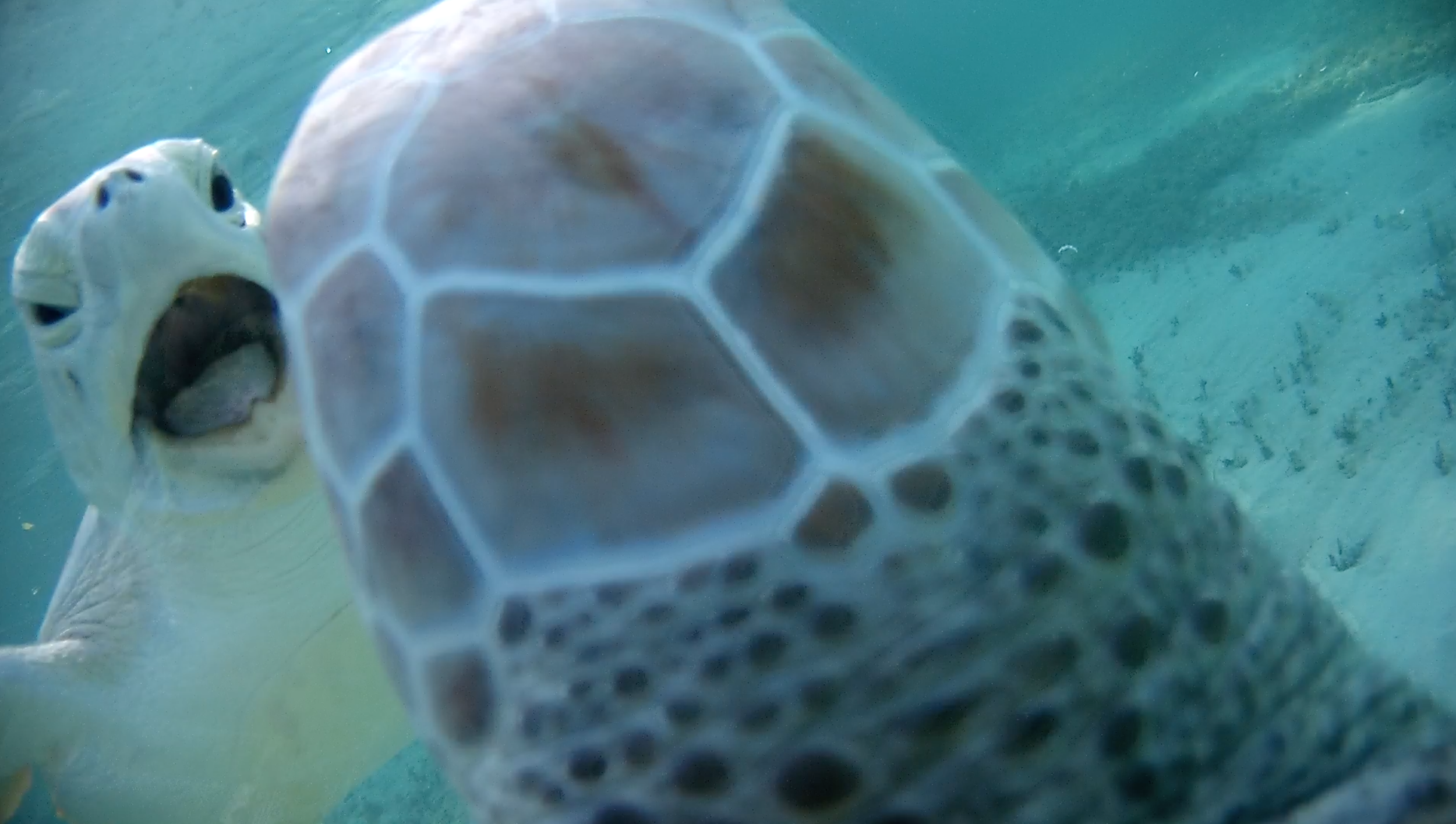 Caught on film! TurtleCams show how tourists feed (and influence) turtles