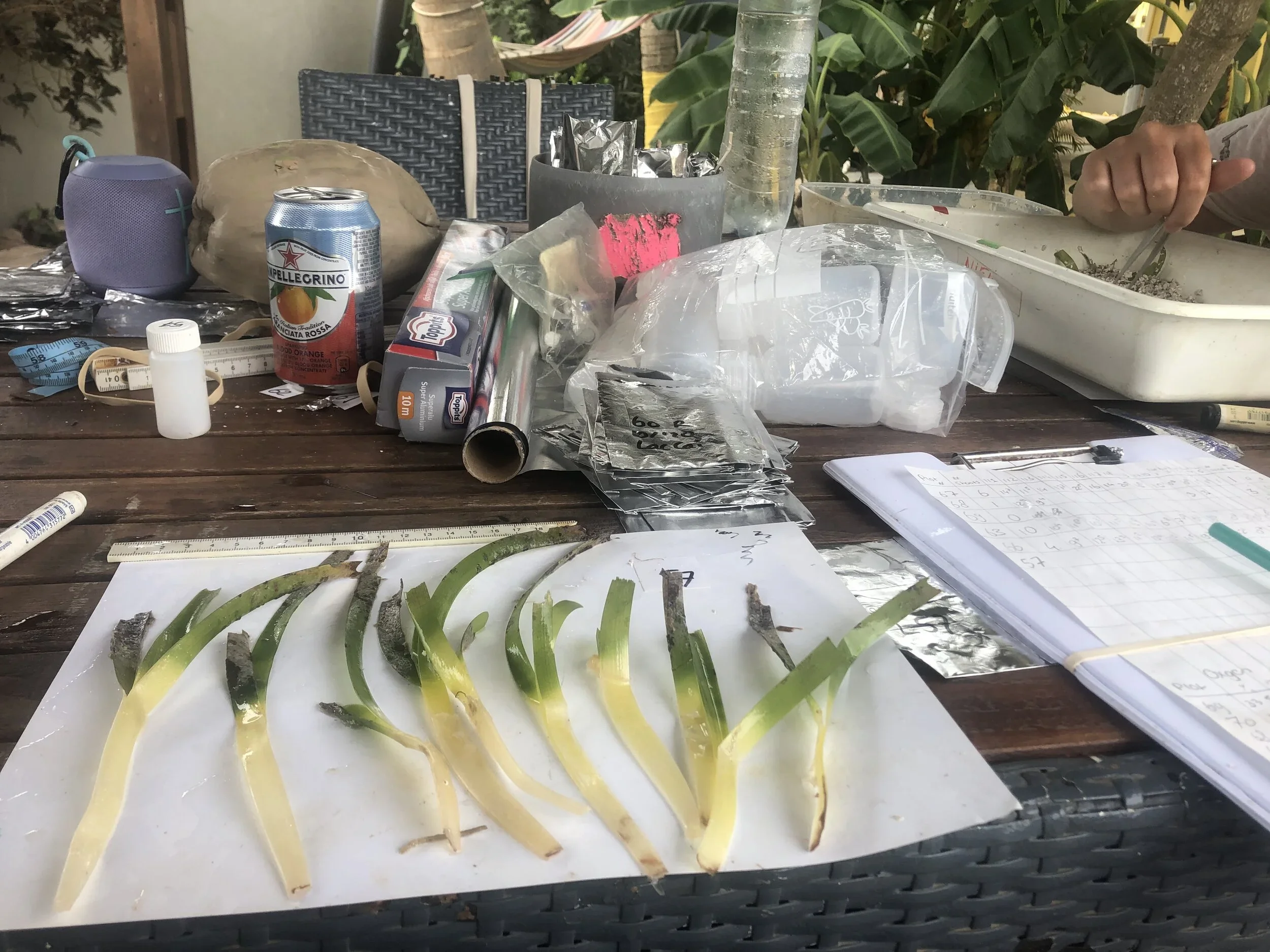 Fieldtrip to Bonaire in COVID19 times