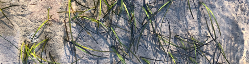 Seagrass restoration Community of Practice Netherlands