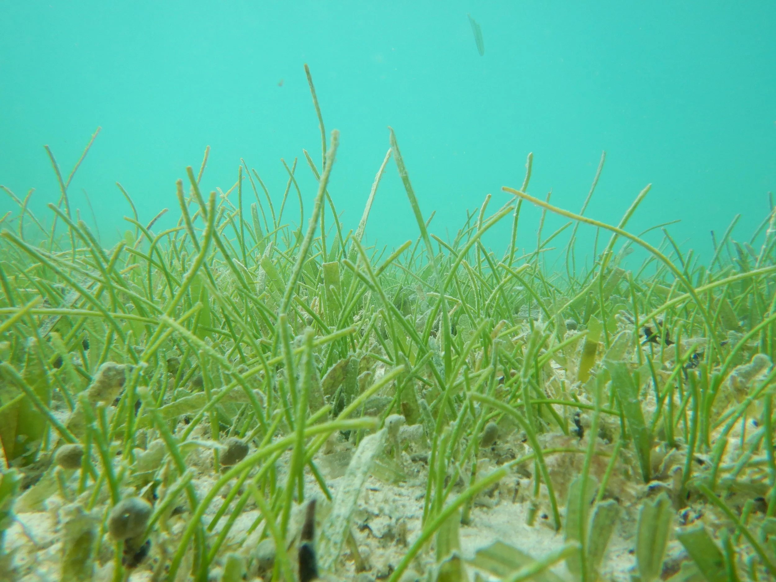 New preprint out: Nutrient uptake rates of native vs invasive seagrasses