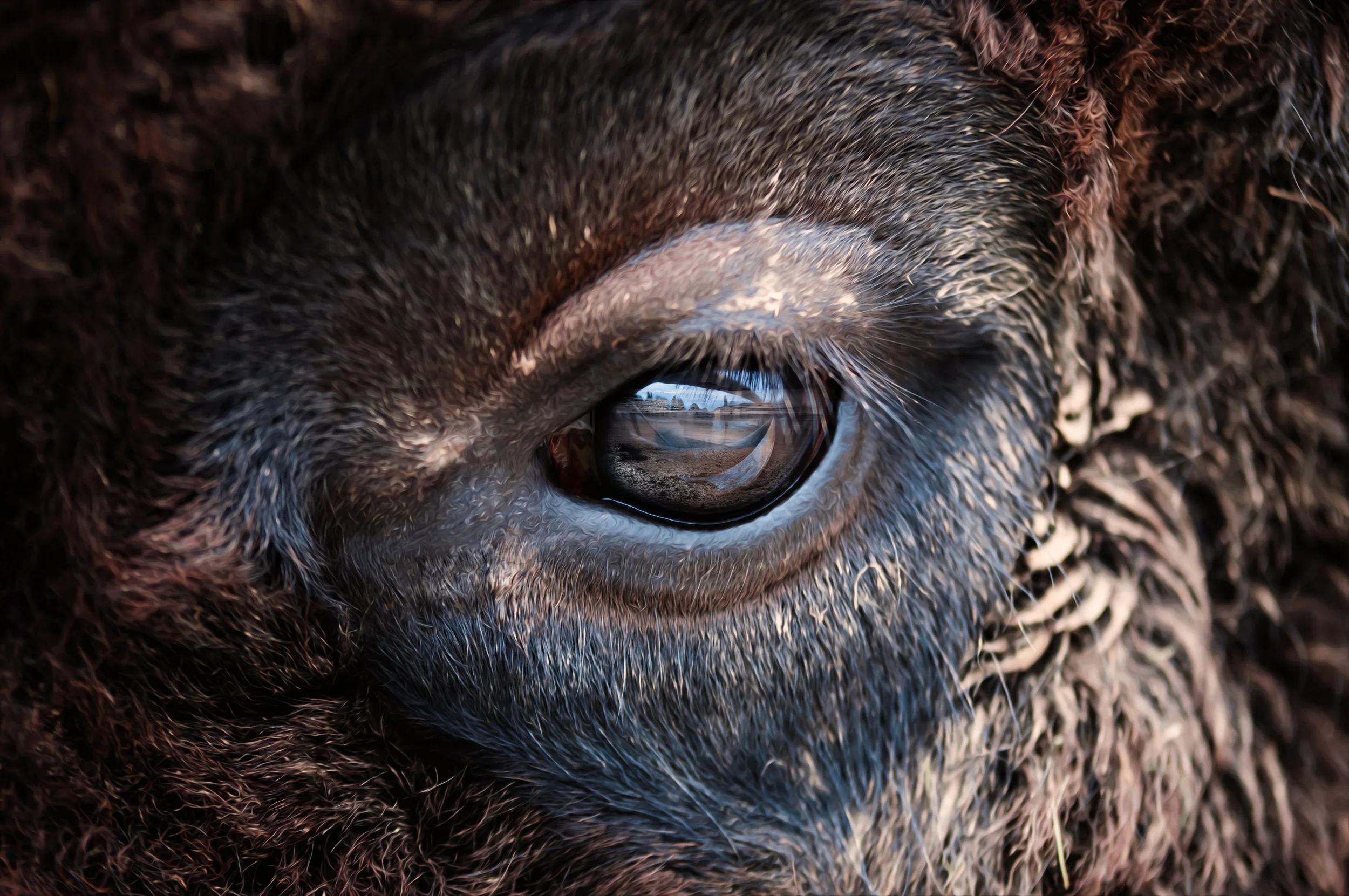 close-up-3624535.jpg