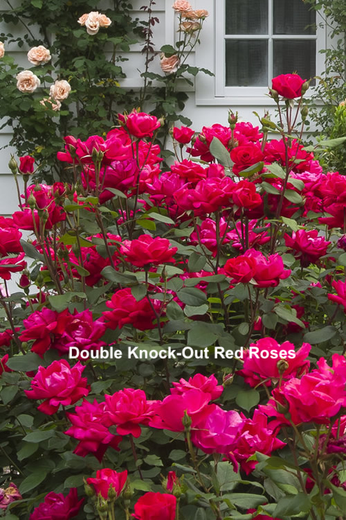 Double Knock-Out Red Roses.png