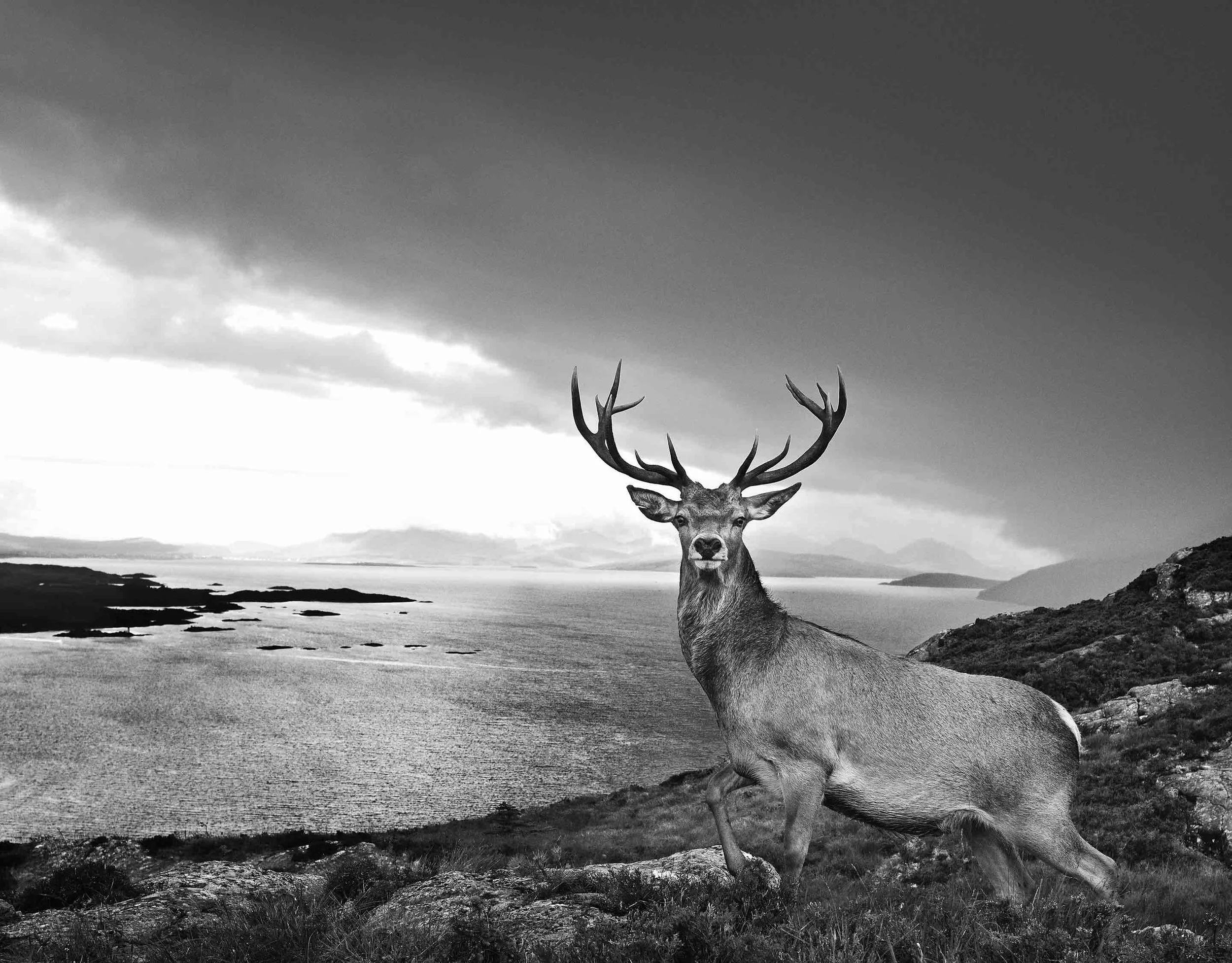 David Yarrow - Private Collection