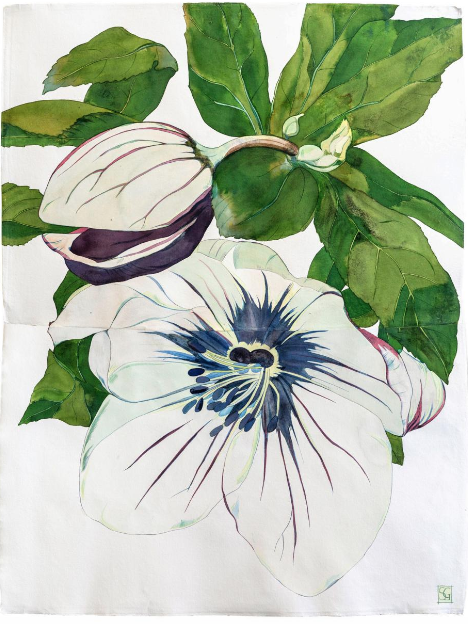 Sarah Graham - Private Collection