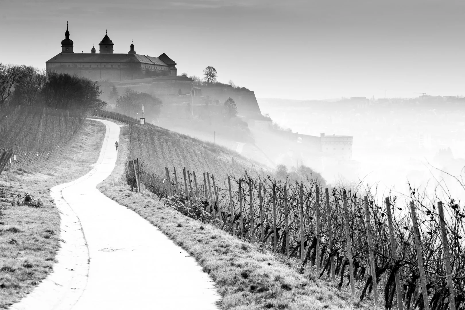 Foggy Morning