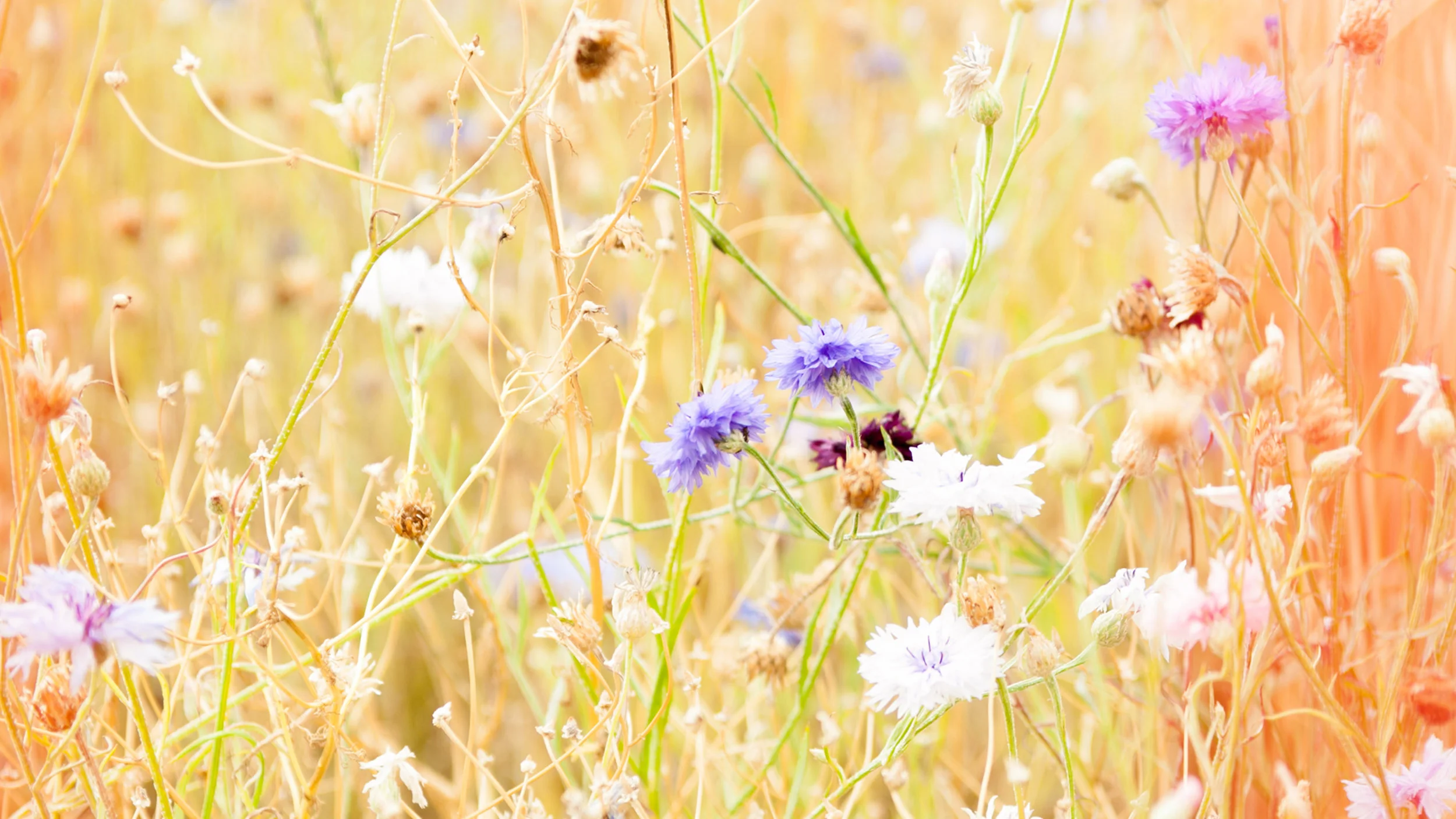 project page image sets_017.jpg