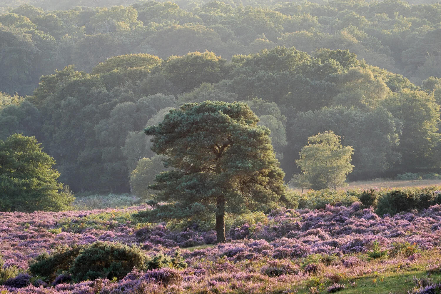 Pine in heather, New Forest - 2021_web.JPG