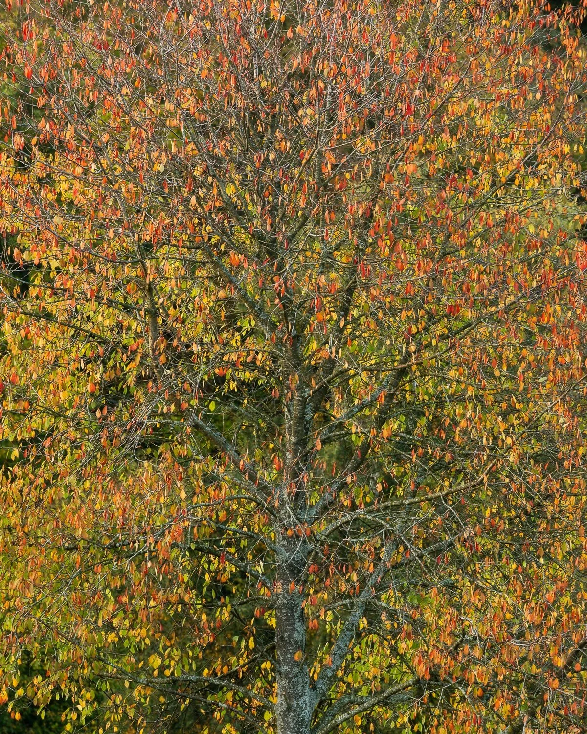 Autumn cherry - 2021_web.JPG