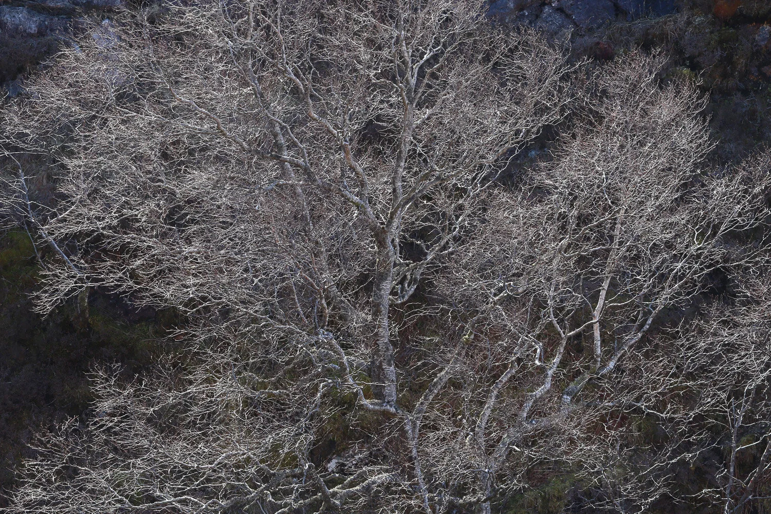 Bare bones of birch - 2021_web.JPG