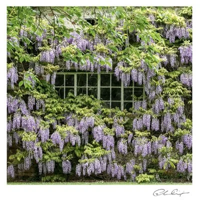 014 - Cascade of Wisteria.JPG