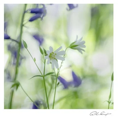 015 - Spring flowers.JPG