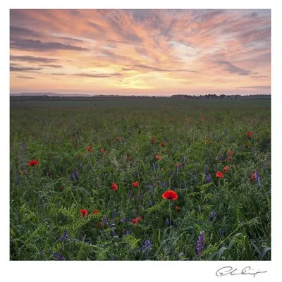 016 - Wildflower sunset.JPG