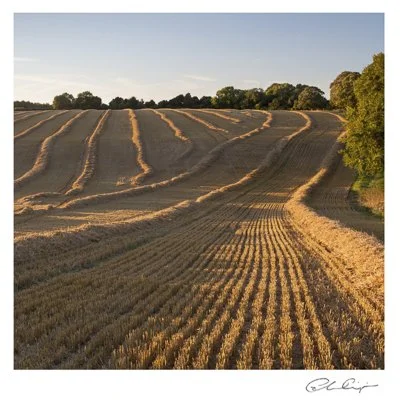 017 - Waiting for baling.JPG