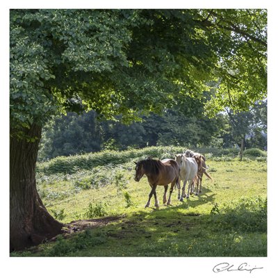 020 - Follow my leader.JPG