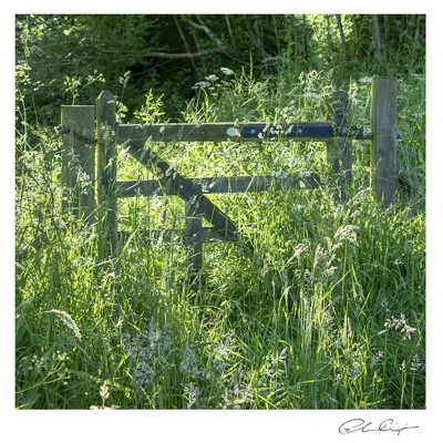 033 - Grasses and gate.JPG