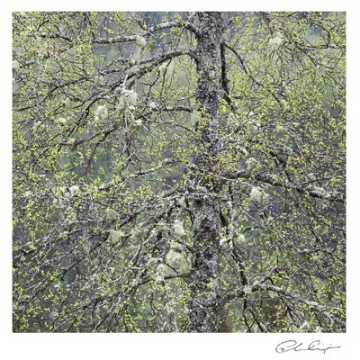 052 - Fresh leaves and lichen.JPG