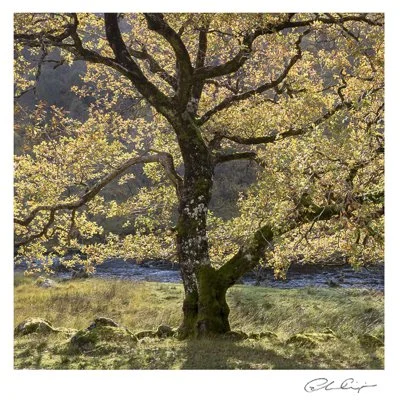 046 - Early Autumn Oak.JPG