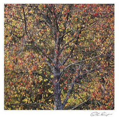 048 - Autumn Cherry.JPG