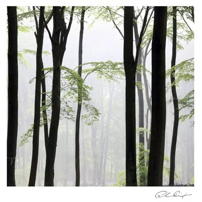 049 - Tropical Beech.JPG