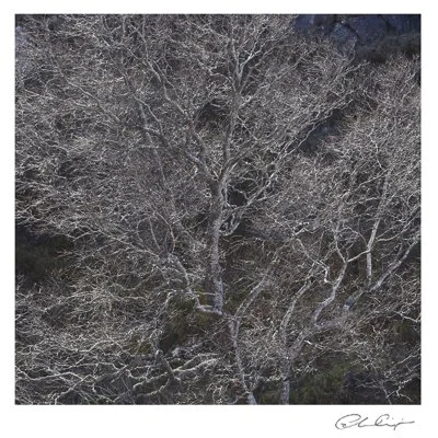 050 - Bare Birch.JPG