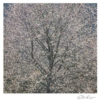 051 - Wild Cherry blossom.JPG