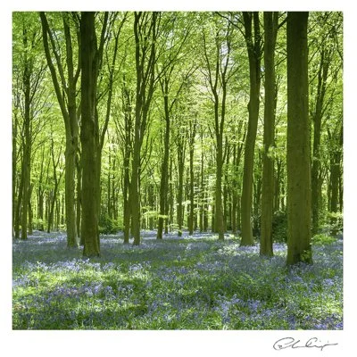 053 - Bluebells and beech.JPG