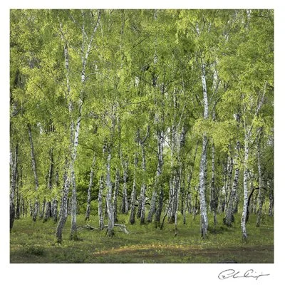 054 - Fresh silver birch.JPG