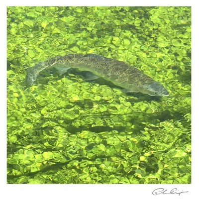 057 - Trout in the Test.JPG