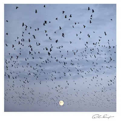 060 - Moonlight roost.JPG