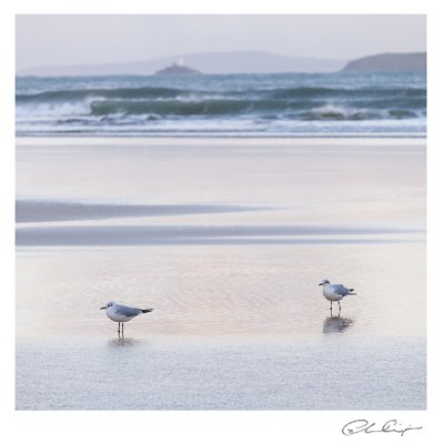 062 - Twilight gulls.JPG