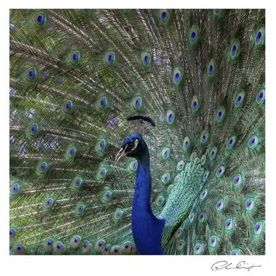 063 - Full feather finery.JPG