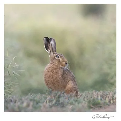 064 - Watching in the rapeseed.JPG