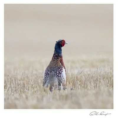 065 - Pheasant in stubble.JPG