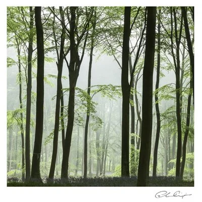 066 - Beech in the mist.JPG