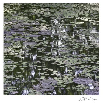 067 - The Lily Pool.JPG