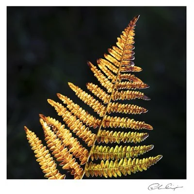 068 - Golden Autumn fern.JPG