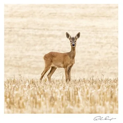 070 - The Deer in the stubble.JPG