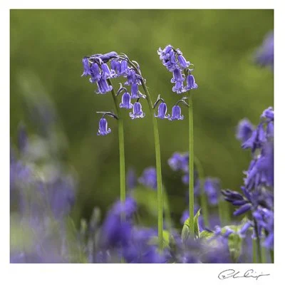 073 - Bluebells.JPG